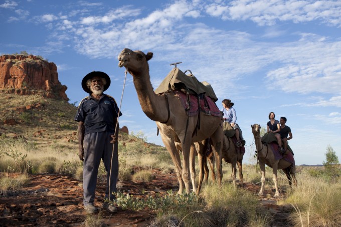 Camels in the Outback of Australia