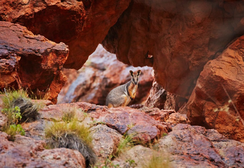 Yellow-footed Rock Wallaby, Arkaroola, Flinders Ranges, SA by Maxime Coquard