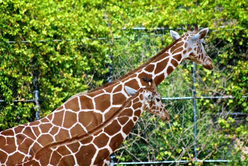 Giraffe, COMA Zoo