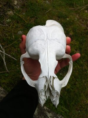 A fully in tact baby seal skull I found within minutes of beginning the trek near the Cascade River. 