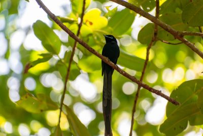 Seychelles FlyCatcher How to Visit the Seychelles for 2 Weeks for Under $730 USD