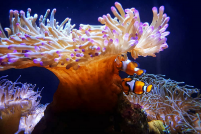 Sydney Aquarium0001 Cheap & Fun Family Vacation Ideas in Australia That Your Kids Will Love