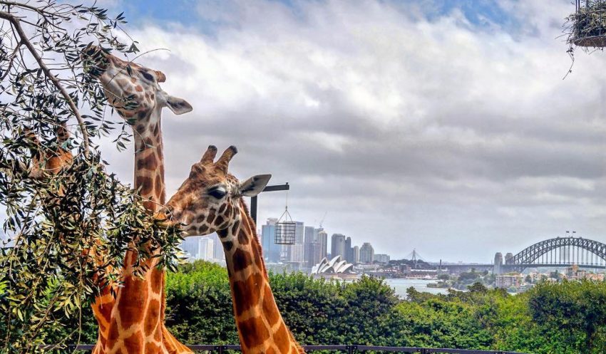Taronga Zoo Sydney001 Cheap & Fun Family Vacation Ideas in Australia That Your Kids Will Love