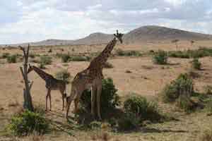 Giraffes in Masai Mara