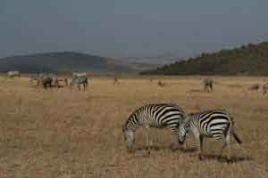 Zebras in Masai Mara