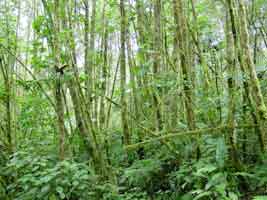 Rainforest