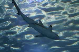Black Tip Reef Sharks