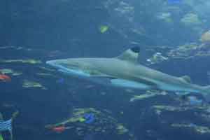 Reef Shark