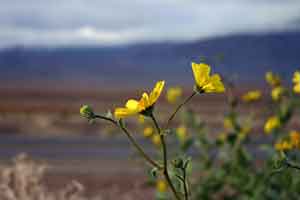 Desert Flower