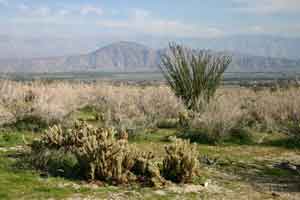 Arid Landscape