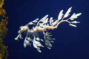 Seahorse