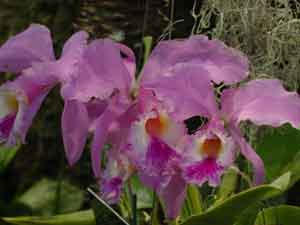 Tropical Flower