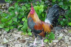 Rooster