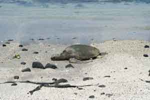 Sea Turtle