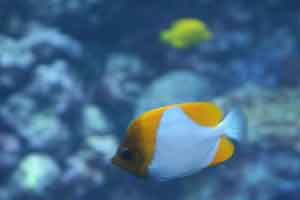 Coral Reef Fish