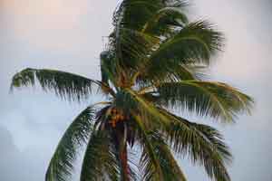 Palm Tree
