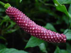 Tropical Flower