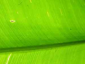 Sunlit Leaf
