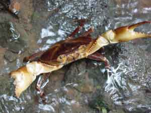 Crab
