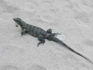 Lizard
