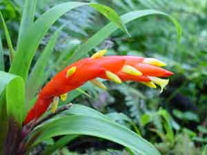 Tropical Flower