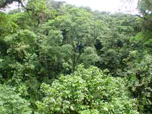 Monteverde Cloud Forest