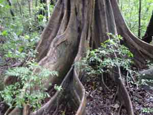 Tree Buttress