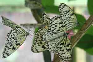 Butterflies