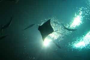 Stingrays
