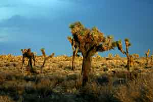 Joshua Tree National Park