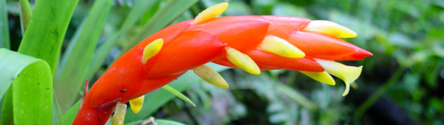 Wild Flowers