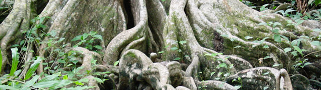Rainforest Tree