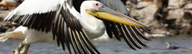 Pellicans at Djoudj National Park