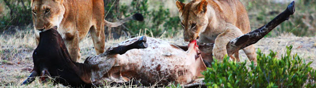 Lions Attack