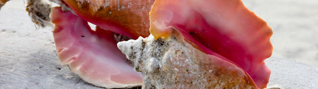 Conch Shells