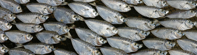 Fish at the Market