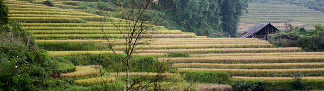Rice Fields