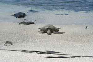 Sea Turtle