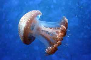 Jellyfish