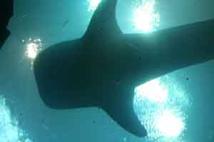 Whale Shark