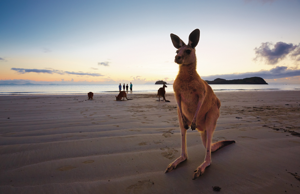 Queensland Kangaroo on the beach