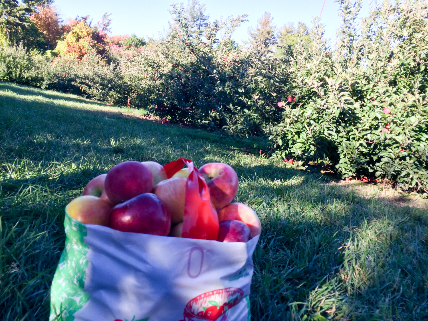Concord apple picking Festive Fall Days: A Tour of Festivities, History, and Seasonal Fun in Massachusetts