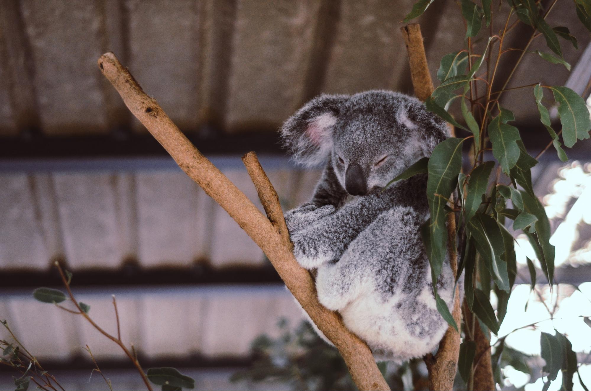 You are currently viewing Work, Study or Volunteer – How to See the Best of Australia on a Budget