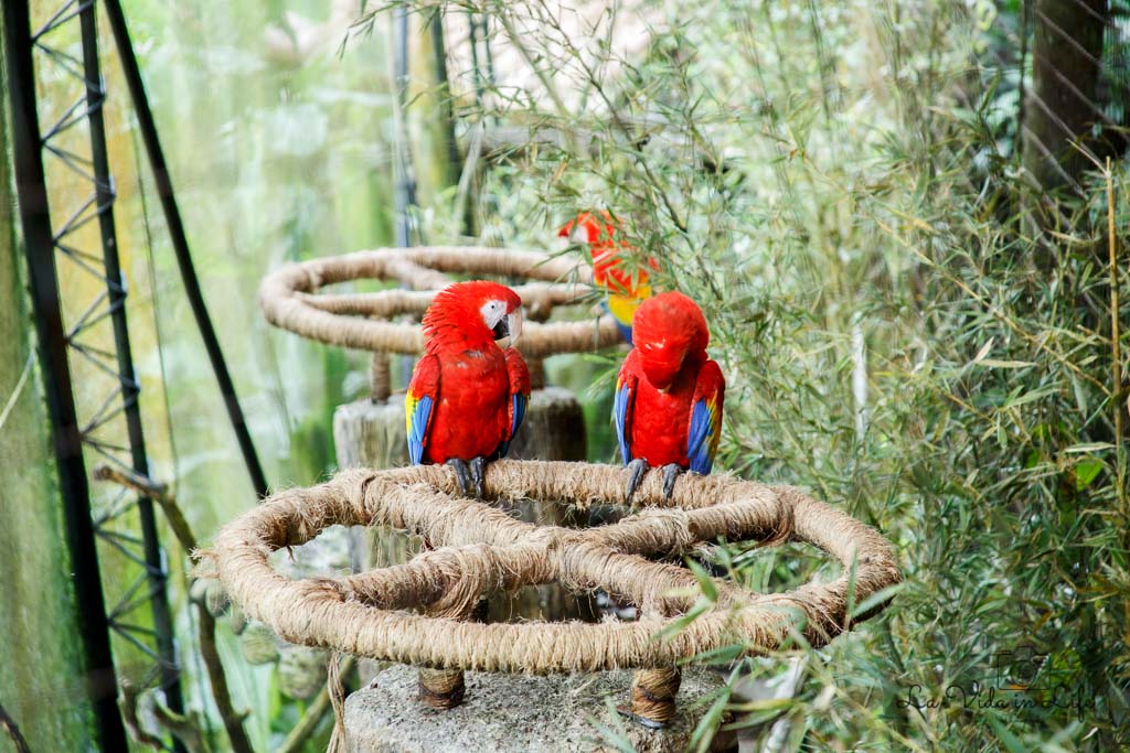 Scarlet Macaws