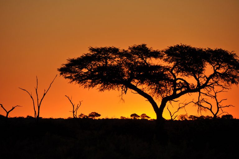 Read more about the article Top Safari Tips for your Travels in Africa