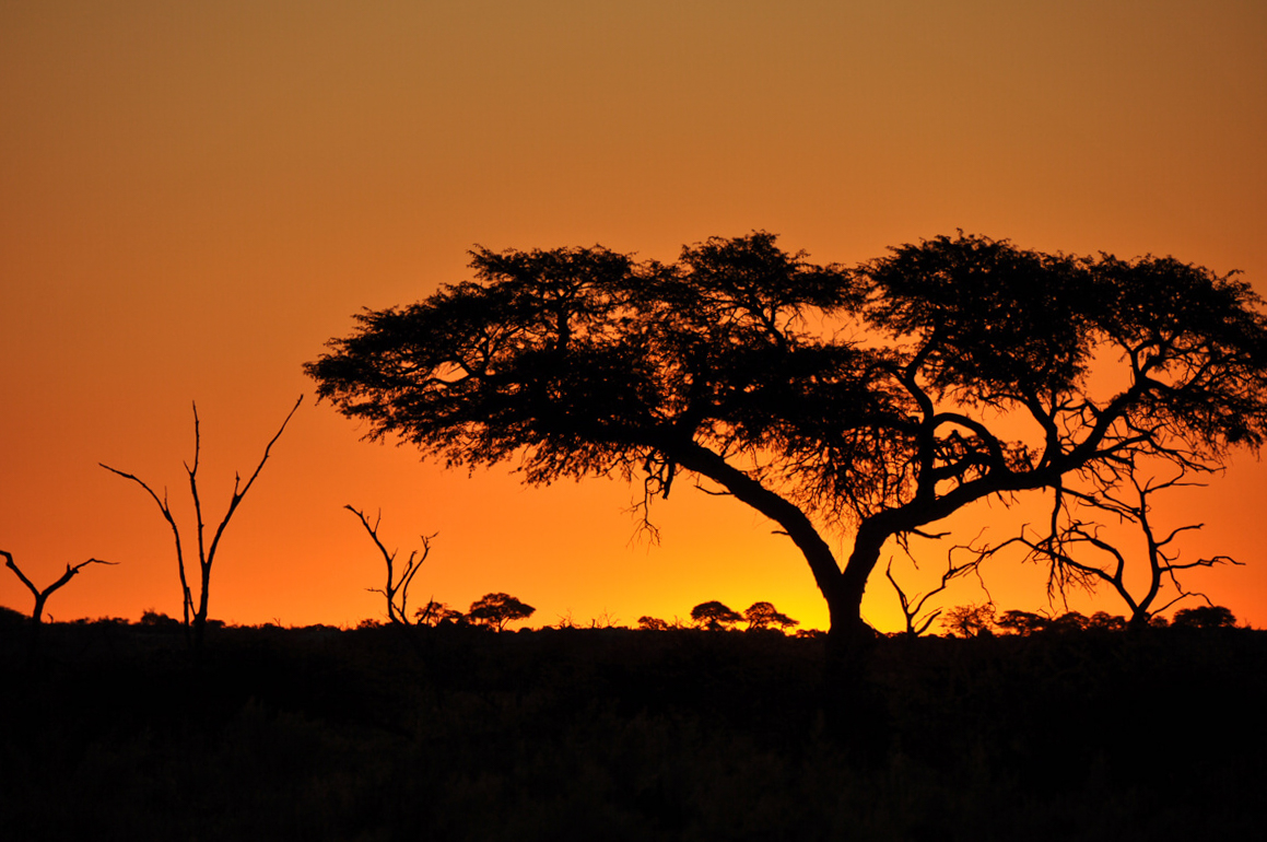 Botswana Savuti Top Safari Tips for your Travels in Africa