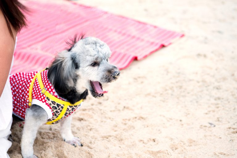 Read more about the article A guide to taking your dog to the beach in San Diego, California