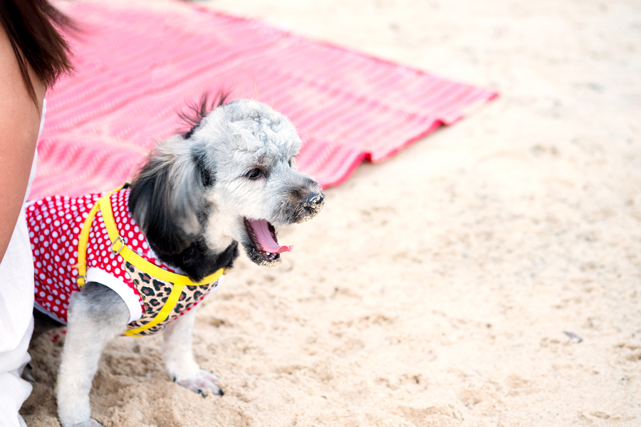 Santa cruz A guide to taking your dog to the beach in San Diego, California