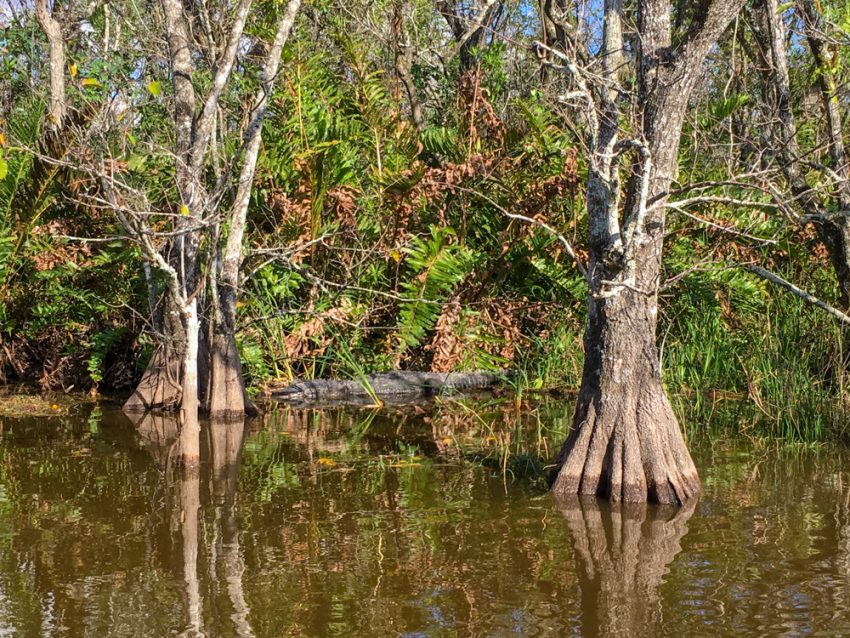 alligator A Southern Florida Itinerary