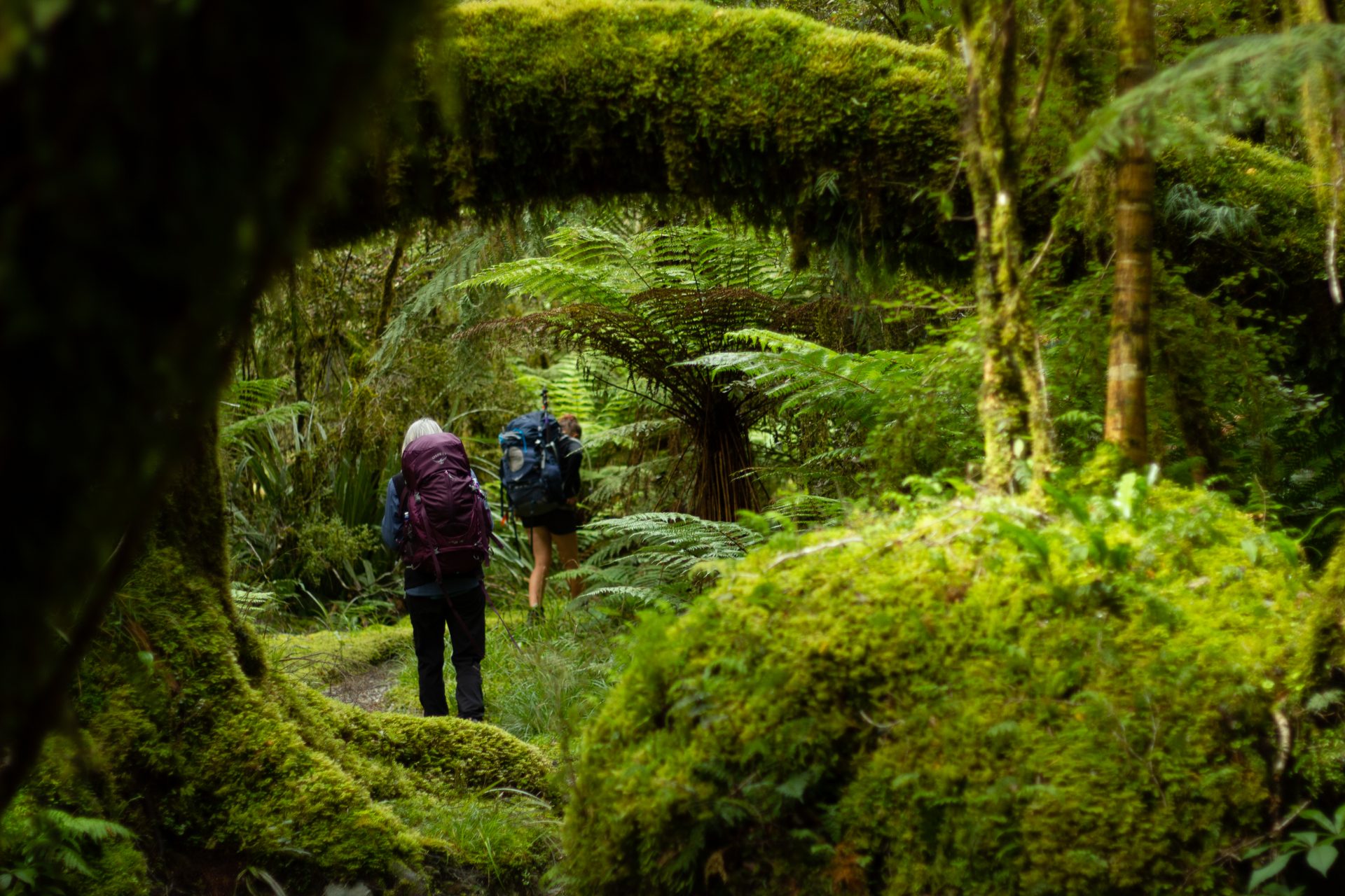 What is the Best Time for Hiking in New Zealand?